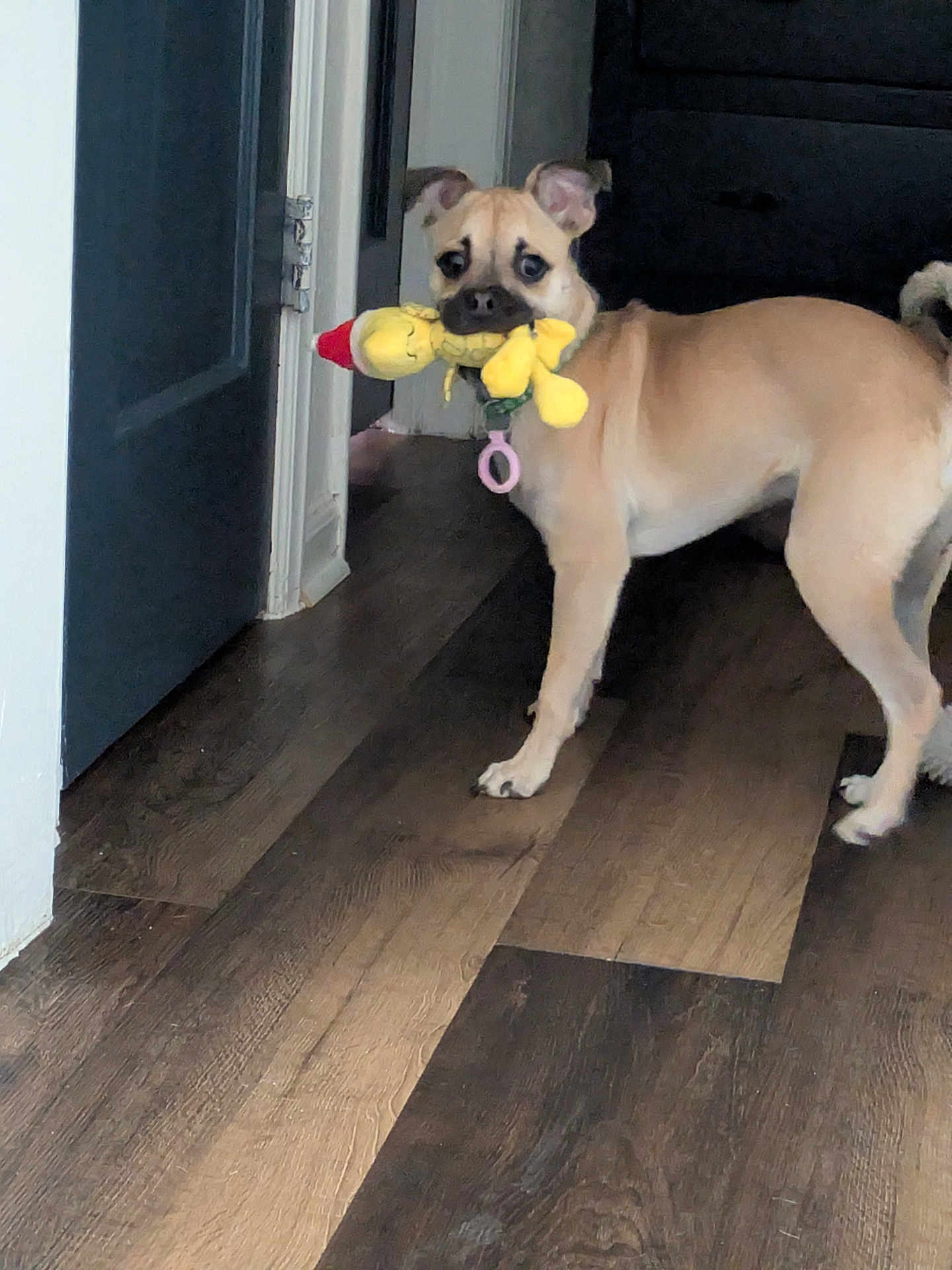 Jupiter is registered to the contest to win money with this photo: dog, toy, indoor, wooden_floor, playful, pet, animal, brown_dog, curious, collar, flooring, standing, looking, plush_toy, mouth, ears, tail, domestic, cute, household