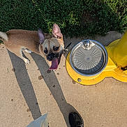 Jupiter is registered to the contest to win money with this photo: dog, tongue_out, sidewalk, grass, water_fountain, shadow, black_shoes, sunny, outdoor, pet, happy, brown_dog, concrete, collar, playful, daylight, leash, canine, person, pavement