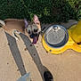 dog, tongue_out, sidewalk, grass, water_fountain, shadow, black_shoes, sunny, outdoor, pet, happy, brown_dog, concrete, collar, playful, daylight, leash, canine, person, pavement