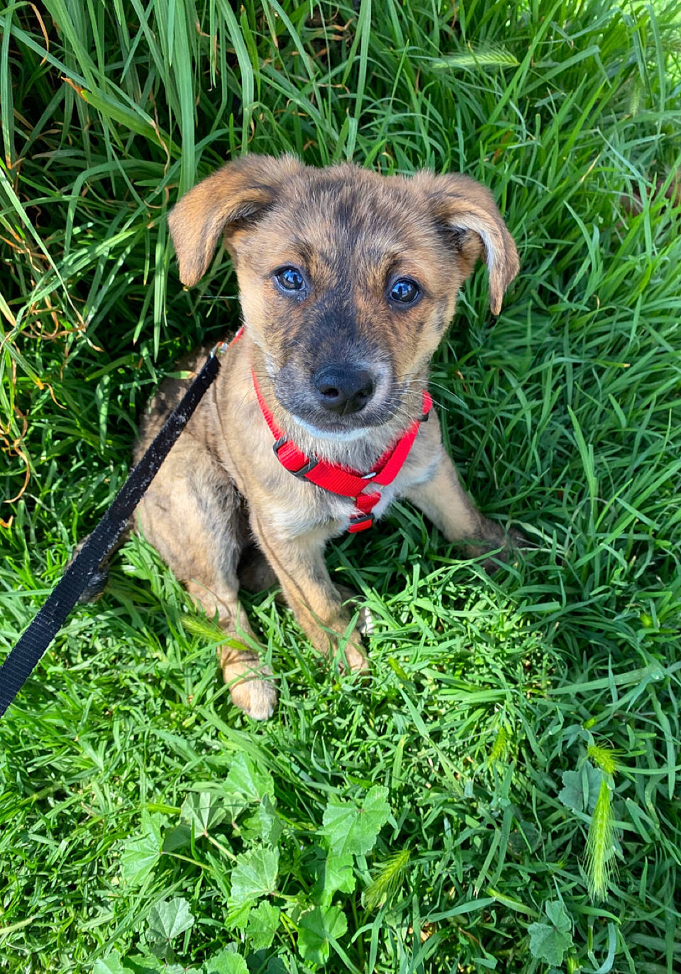 Leyna participe au concours pour gagner de l'argent avec cette photo : canidae, carnivore, collar, companion_dog, dog, dog_breed, dog_collar, grass, groundcover, herbaceous_plant, hierochloe, pet_supply, plant, snout, sporting_group, tail, terrestrial_animal, working_animal, working_dog, working_terrier