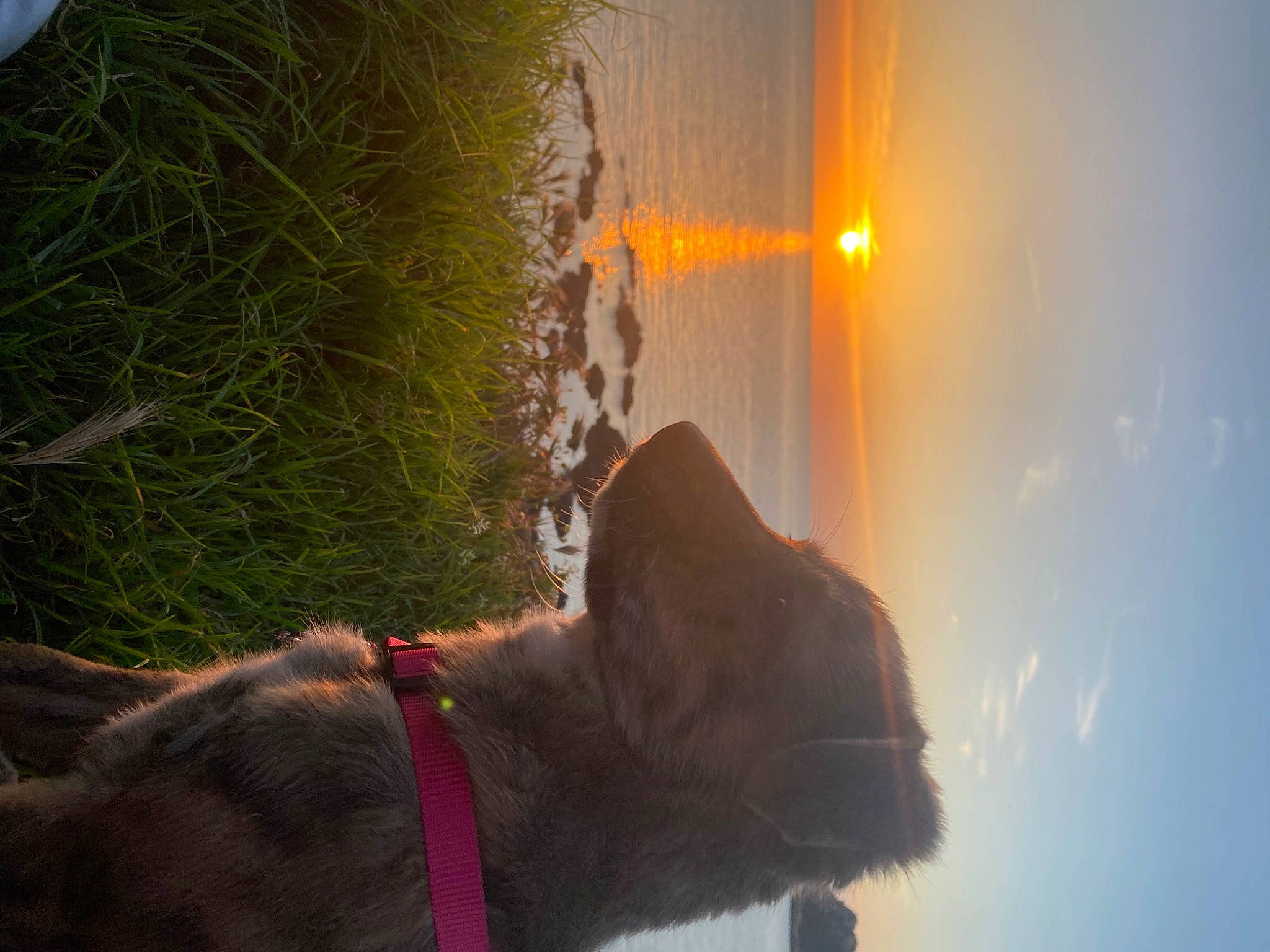 Leyna a rejoint le concours — aidez-le/la à gagner de superbes lots ! backlighting, carnivore, cloud, collar, companion_dog, dog, dog_breed, dog_collar, landscape, leash, lens_flare, morning, plant, sky, sunlight, tail, tints_and_shades, tree, wood, working_animal