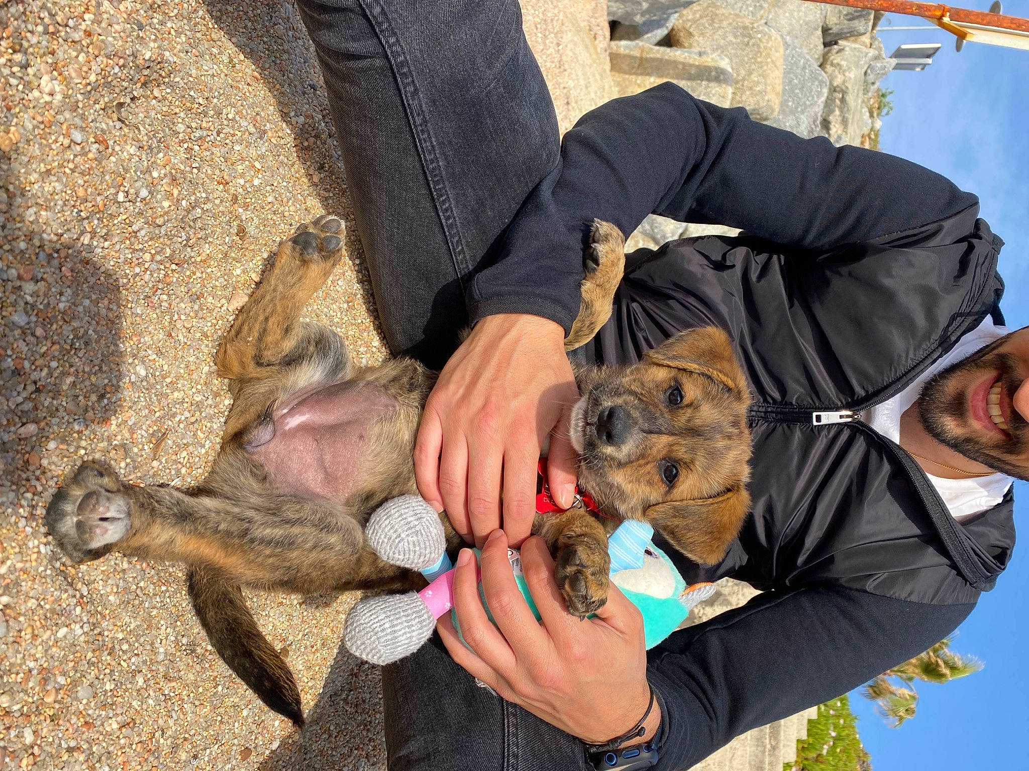 Leyna a rejoint le concours — aidez-le/la à gagner de superbes lots ! canidae, carnivore, clothing, companion_dog, dog, dog_breed, fawn, fun, hat, people, photograph, sky, smile, snout, sporting_group, wrinkle, wrist