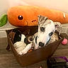 Asher joined the competition — help win amazing prizes! dog, whippet, pet, animal, face, eyes, nose, ears, collar, toy_basket, stuffed_animals, plush_toy, carrot, greenery, pink_ball, indoor, home, wood_floor, portrait, sitting