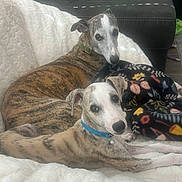 Asher is registered to the contest to win money with this photo: dogs, whippet, brindle, white_dog, two_pets, pet_portrait, lying_down, cuddling, indoors, blanket, couch, floral_blanket, green_collar, blue_collar, dog_tags, alert, relaxed, stretched_out, animal_companions, home