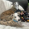 dogs, whippet, brindle, white_dog, two_pets, pet_portrait, lying_down, cuddling, indoors, blanket, couch, floral_blanket, green_collar, blue_collar, dog_tags, alert, relaxed, stretched_out, animal_companions, home