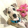 Asher is registered to the contest to win money with this photo: dog, puppy, pet, portrait, close_up, white_and_brown, blue_collar, indoors, bed, blanket, plush_toy, pink_toy, sitting, lying_down, brown_eyes, black_nose, floppy_ears, cute, companion_animal, cozy