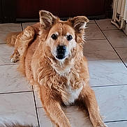 Maya a rejoint le concours — aidez-le/la à gagner de superbes lots ! dog, brown_fur, indoor, tile_floor, pet, animal, canine, lying_down, looking_at_camera, ears_up, fluffy, domestic, companion, house, floor_tiles, cute, calm, resting, mammal, fur