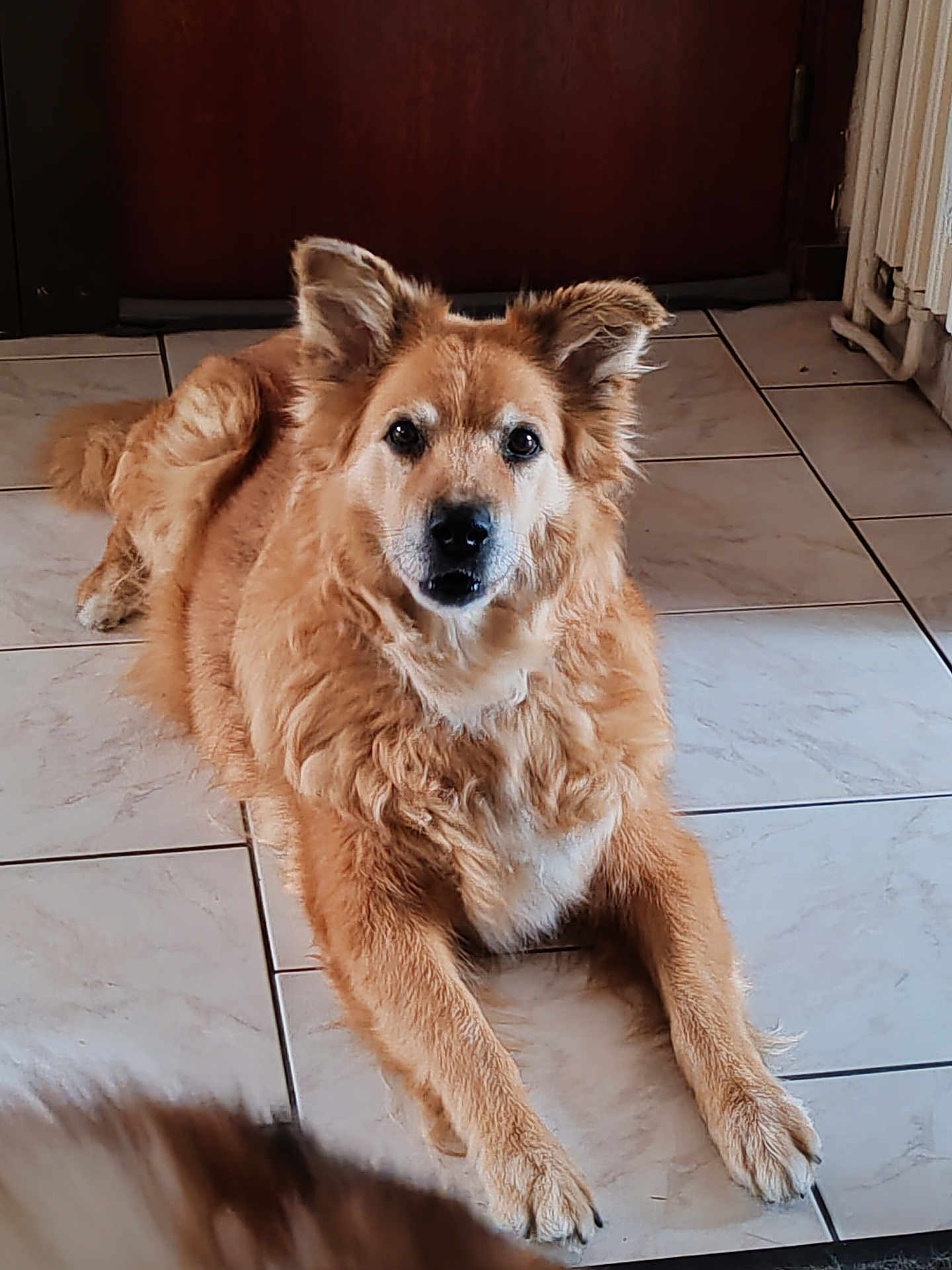 Maya a rejoint le concours — aidez-le/la à gagner de superbes lots ! dog, brown_fur, indoor, tile_floor, pet, animal, canine, lying_down, looking_at_camera, ears_up, fluffy, domestic, companion, house, floor_tiles, cute, calm, resting, mammal, fur