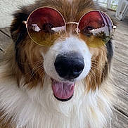 Bailey a rejoint le concours — aidez-le/la à gagner de superbes lots ! dog, sunglasses, fluffy, tongue_out, happy, pet, outdoor, wooden_deck, close_up, brown_fur, white_fur, cute, canine, portrait, summer, sunny, relaxed, animal, friendly, funny