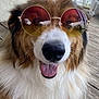 dog, sunglasses, fluffy, tongue_out, happy, pet, outdoor, wooden_deck, close_up, brown_fur, white_fur, cute, canine, portrait, summer, sunny, relaxed, animal, friendly, funny