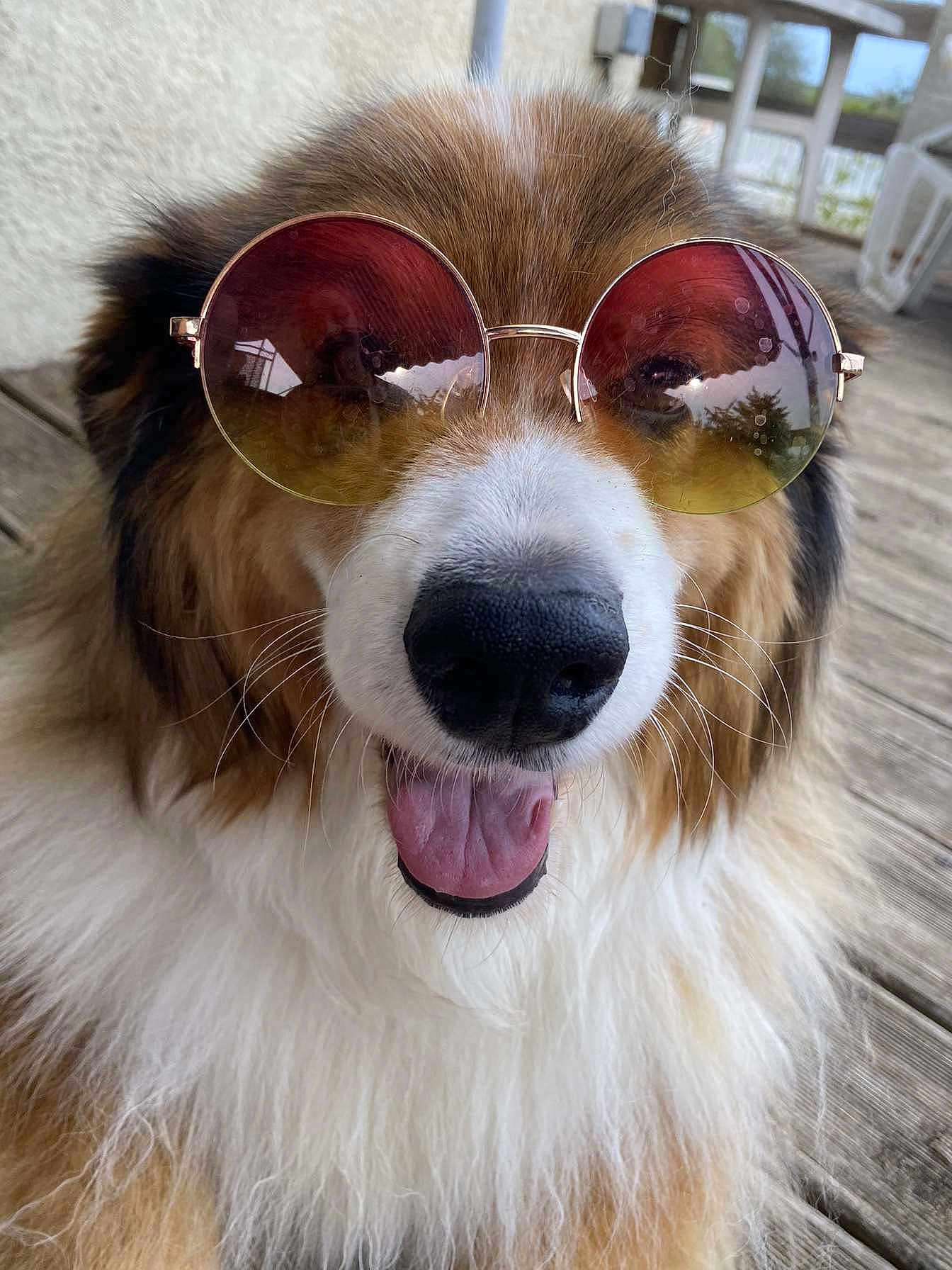 Bailey a rejoint le concours — aidez-le/la à gagner de superbes lots ! dog, sunglasses, fluffy, tongue_out, happy, pet, outdoor, wooden_deck, close_up, brown_fur, white_fur, cute, canine, portrait, summer, sunny, relaxed, animal, friendly, funny