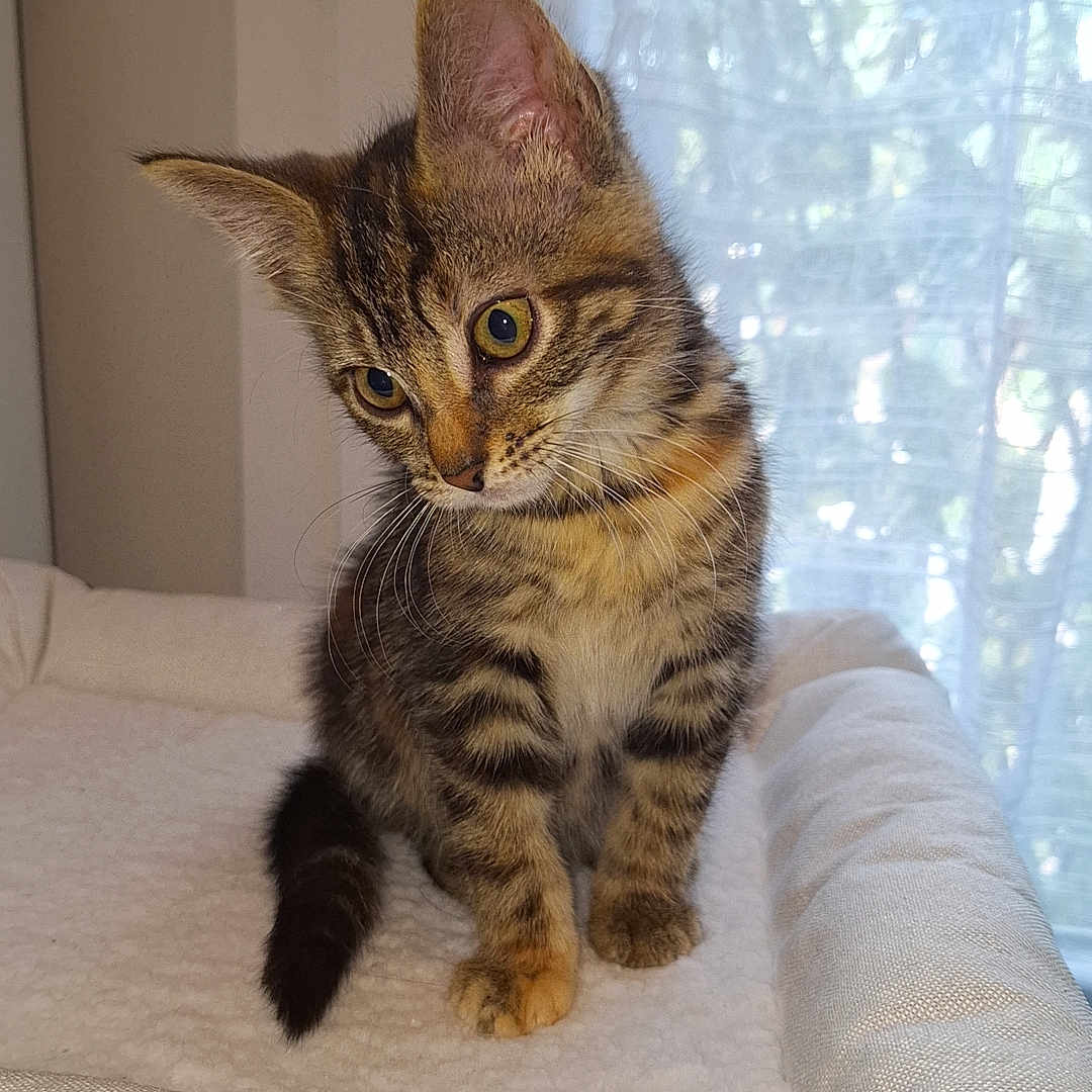 Hélène V participe au concours pour gagner de l'argent avec cette photo : animal, cat, cozy, curtains, cushion, cute, daylight, feline, fur, head_tilt, indoor, kitten, pet, small, soft_texture, striped_fur, tabby, whiskers, white, young