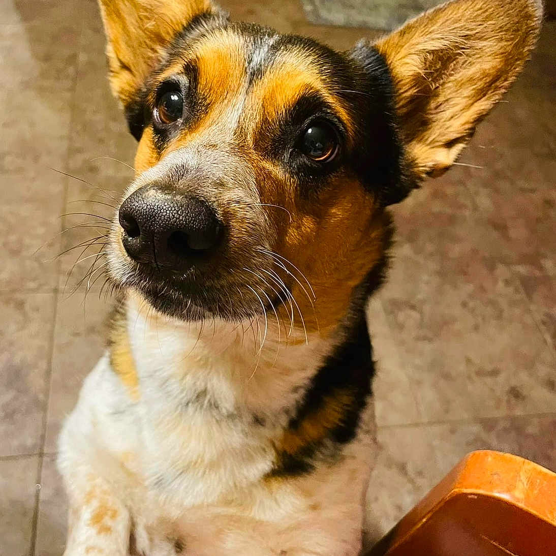 Penelope is registered to the contest to win money with this photo: animal, architecture, building, canine, chihuahua, dog, foyer, germanshepherd, hardwood, hound, husky, pet, puppy, racket, snout, sport, stainedwood, tennis, tennisracket, wood