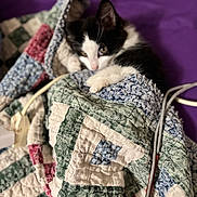 Crypto is registered to the contest to win money with this photo: bedspread, blanket, cat, close_up, cord, cozy, eyes, fabric, fur, indoor, kitten, patchwork, paw, pet, portrait, purple_background, quilt, resting, soft_focus, textile