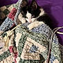 bedspread, blanket, cat, close_up, cord, cozy, eyes, fabric, fur, indoor, kitten, patchwork, paw, pet, portrait, purple_background, quilt, resting, soft_focus, textile