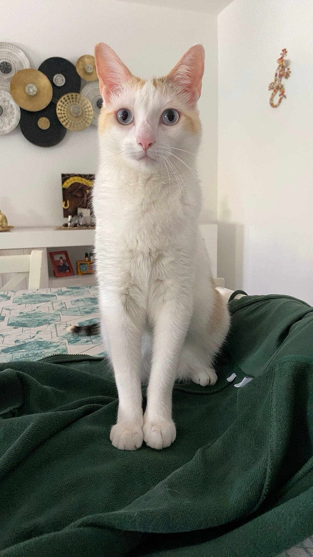 Shanelle a rejoint le concours — aidez-le/la à gagner de superbes lots ! cat, white_cat, orange_spots, indoor, blanket, table, decor, wall_art, curious, sitting, pet, animal, feline, fur, ears, whiskers, paws, close_up, looking, home