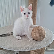 Shanelle participe au concours pour gagner de l'argent avec cette photo : kitten, cat, white_cat, blue_eyes, cat_tree, scratching_post, sisal_ball, pet, indoor, feline, cute, animal, young_cat, fur, playful, whiskers, paw, curious, domestic_cat, soft