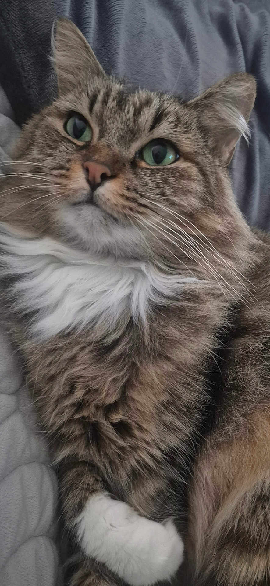 Maya a rejoint le concours — aidez-le/la à gagner de superbes lots ! cat, tabby, green_eyes, fluffy, whiskers, paws, white_paws, fur, pet, animal, cute, relaxed, indoor, blanket, soft, closeup, portrait, mammal, feline, domestic