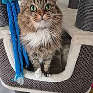 Maya participe au concours pour gagner de l'argent avec cette photo : cat, tabby, green_eyes, fluffy, pet, indoor, cat_tree, plush_toy, blue_toy, feline, curious, whiskers, paws, cozy, soft_texture, household, close_up, looking_up, cute, domestic_animal