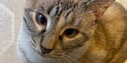 Frigg is registered to the contest to win money with this photo: animal, attention, cat, close_up, curious, cute, domestic_cat, ears, eyes, face, floor, fur, indoor, looking_up, mammal, patterned_floor, pet, sitting, tabby, whiskers