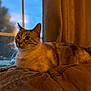 Frigg is registered to the contest to win money with this photo: animal, cat, couch, cozy, curtains, domestic, ears, evening, feline, fur, home, indoor, lighting, pet, portrait, relaxing, resting, soft, whiskers, window
