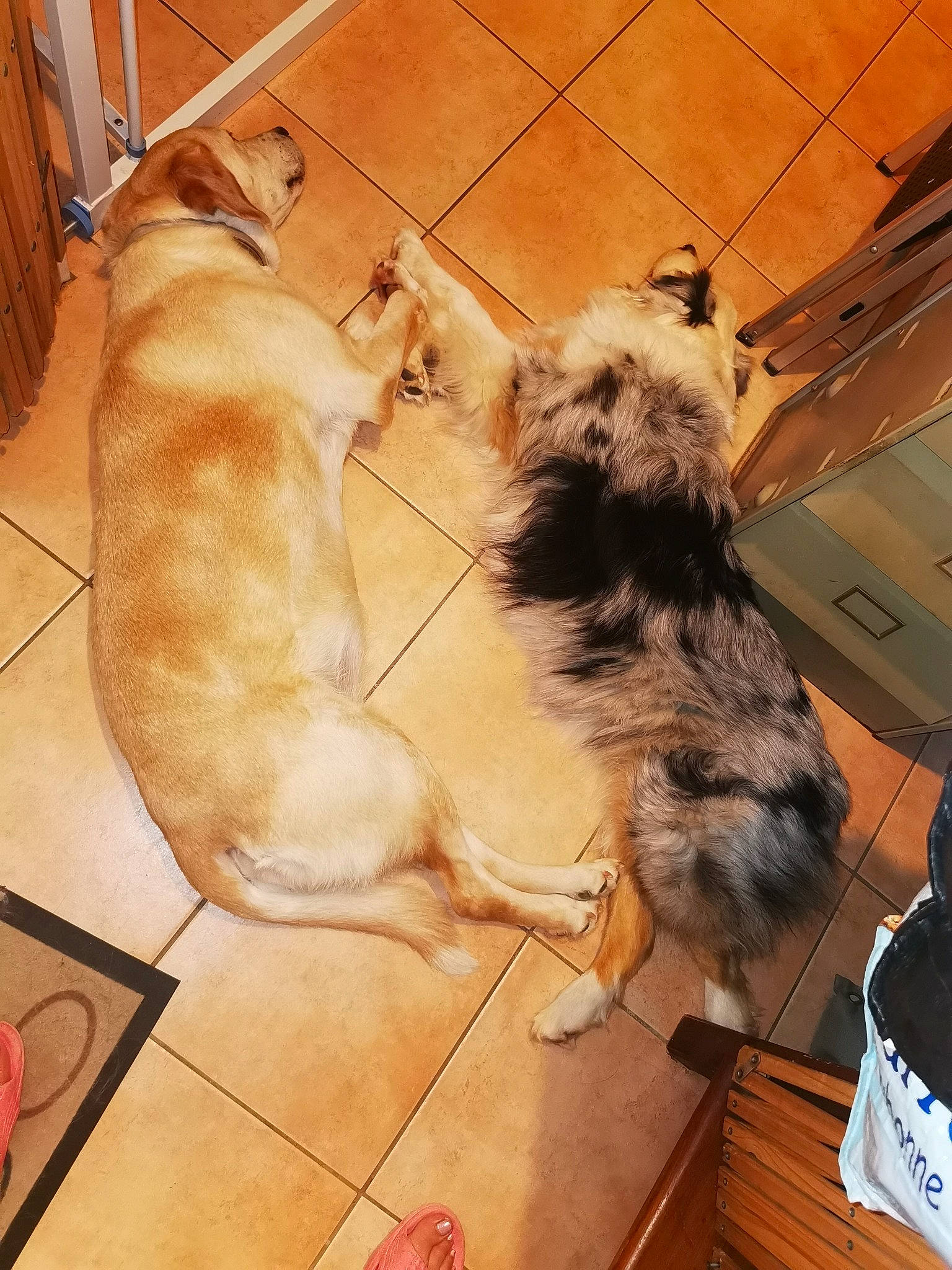 Indy participe au concours pour gagner de l'argent avec cette photo : canidae, carnivore, companion_dog, dog, dog_breed, fawn, felidae, floor, flooring, fur, hardwood, pet_supply, small_to_medium_sized_cats, snout, sporting_group, tail, terrier, whiskers, wood, working_animal