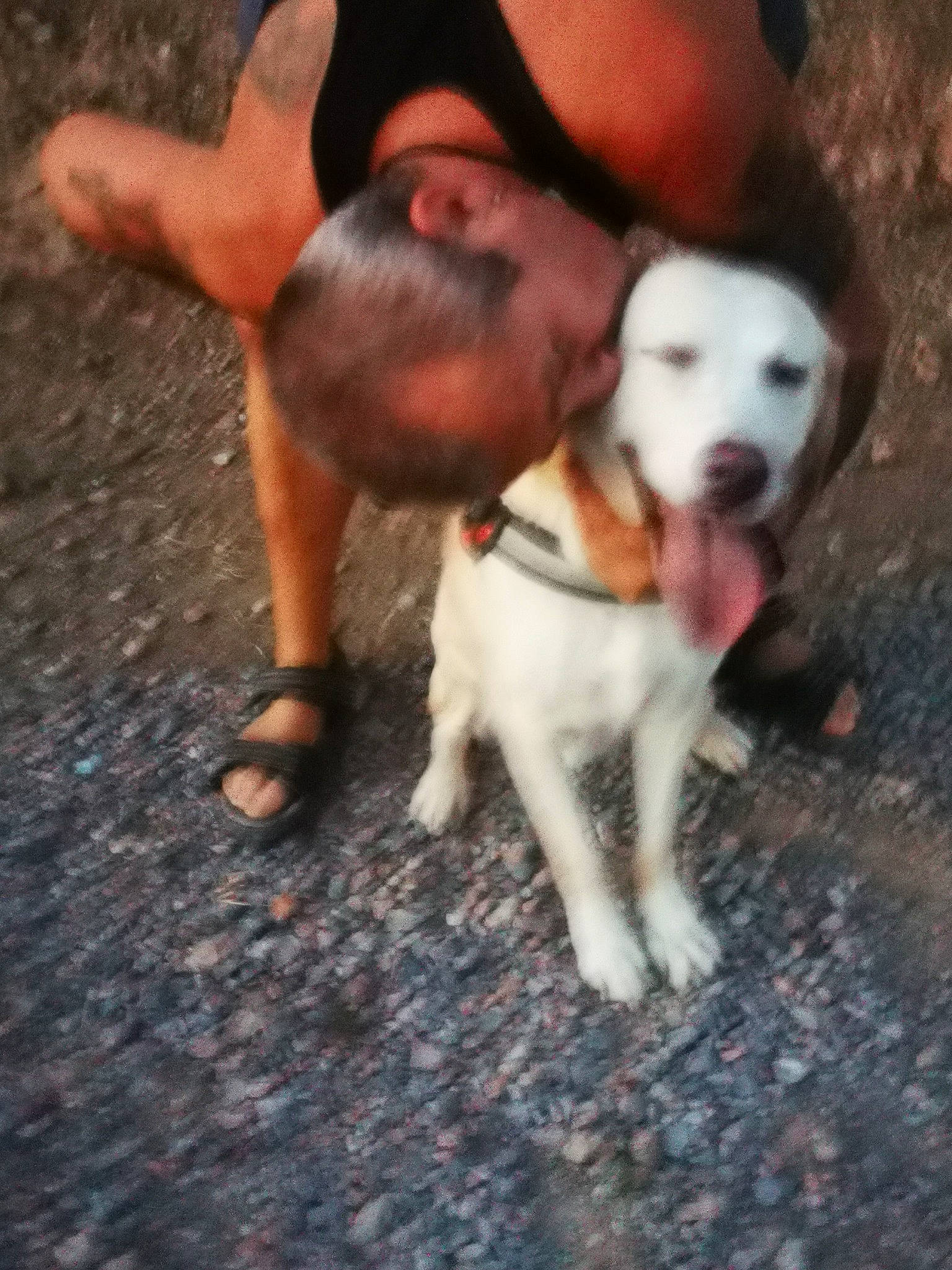 Indy participe au concours pour gagner de l'argent avec cette photo : adventure, canidae, carnivore, companion_dog, dog, dog_breed, fawn, fur, human_leg, leash, non_sporting_group, paw, puppy_love, road_surface, snout, soil, sporting_group, street_dog, tail, working_animal