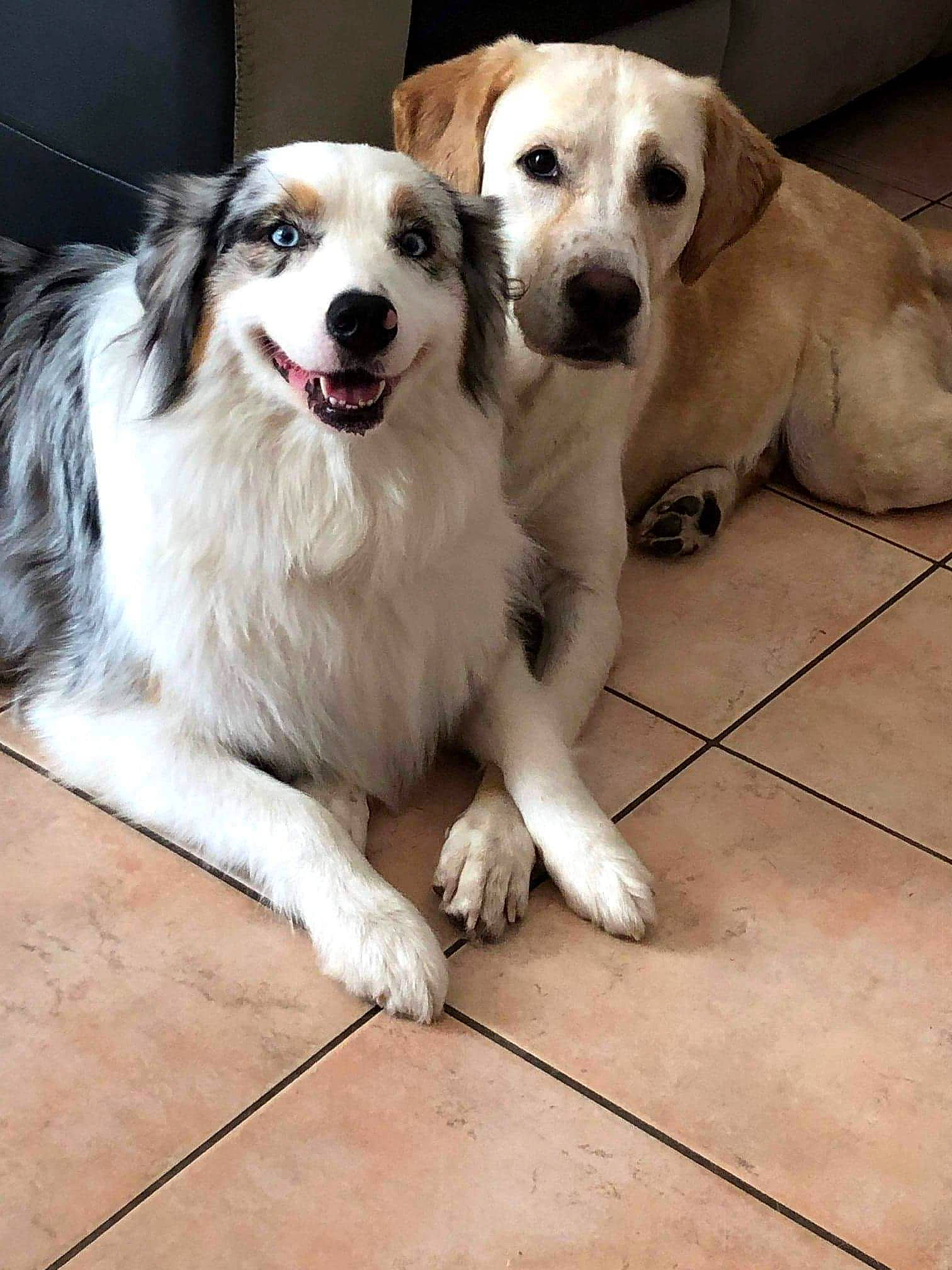 Indy a rejoint le concours — aidez-le/la à gagner de superbes lots ! ancient_dog_breeds, canidae, carnivore, companion_dog, dog, dog_breed, dog_supply, flooring, fur, great_pyrenees, happy, metal, paw, photo_caption, plant, snout, sporting_group, tail, whiskers, working_dog