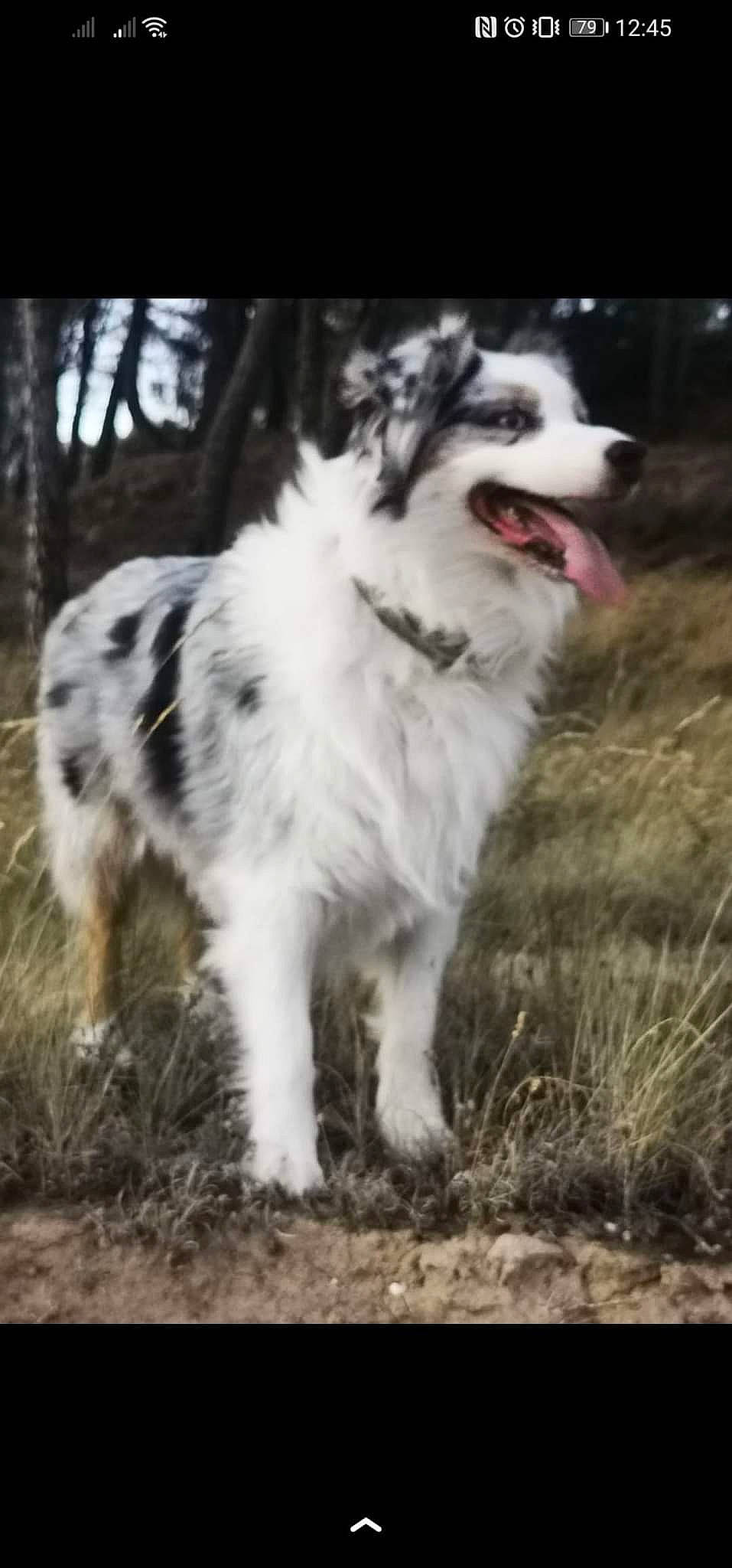 Nala a rejoint le concours — aidez-le/la à gagner de superbes lots ! ancient_dog_breeds, australian_collie, border_collie, canidae, carnivore, companion_dog, dog, dog_breed, fang, fur, grass, herding_dog, non_sporting_group, plant, sled_dog, sporting_group, whiskers, working_animal, working_dog