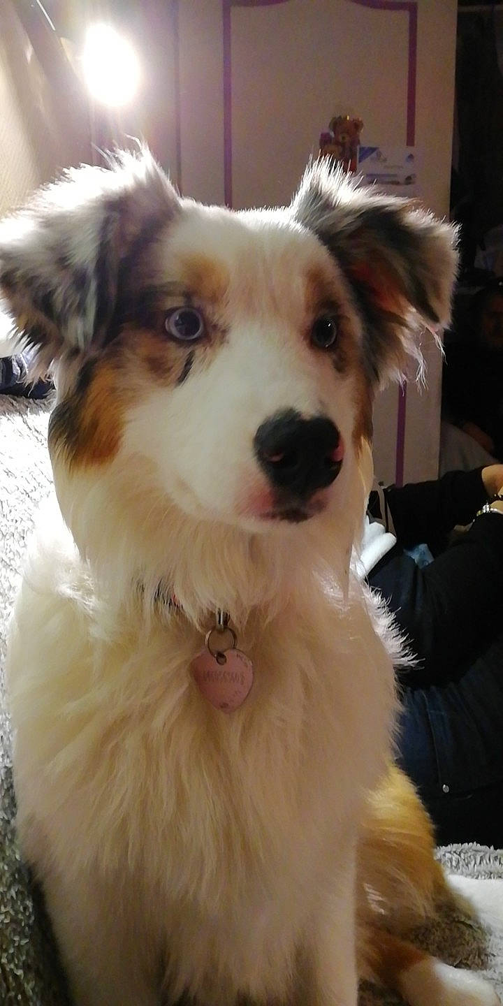 Nala a rejoint le concours — aidez-le/la à gagner de superbes lots ! ancient_dog_breeds, canidae, carnivore, collar, companion_dog, dog, dog_breed, dog_collar, ear, eye, fawn, fur, happy, puppy, snout, sporting_group, toy_dog, whiskers, working_animal, working_dog