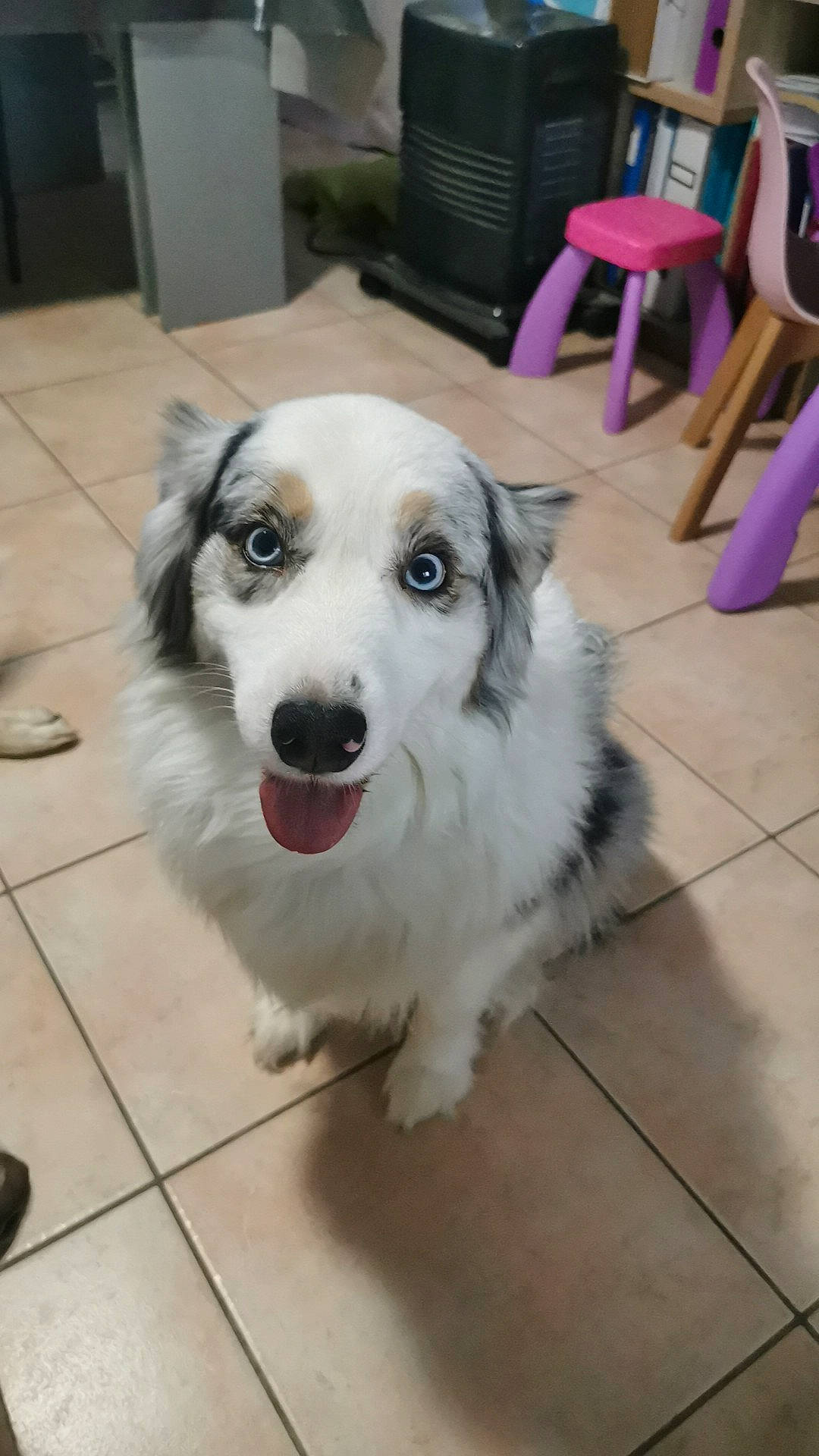 Nala participe au concours pour gagner de l'argent avec cette photo : canidae, carnivore, chair, companion_dog, dog, dog_breed, floor, flooring, fur, hardwood, paw, snout, sporting_group, table, whiskers, working_animal, working_dog