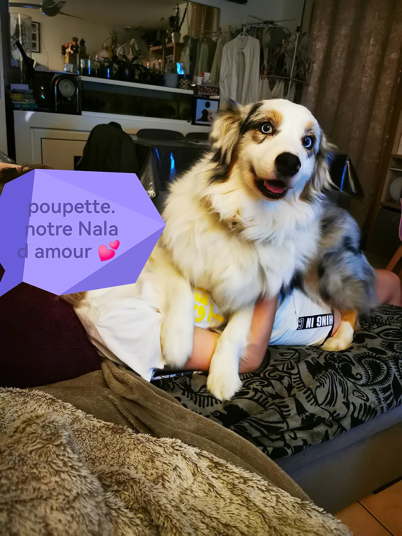 Nala a rejoint le concours — aidez-le/la à gagner de superbes lots ! canidae, carnivore, chair, companion_dog, dog, dog_breed, dog_supply, event, fur, herding_dog, plant, rock, snout, sporting_group, working_dog