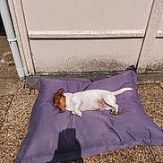 Falko participe au concours pour gagner de l'argent avec cette photo : accessories, animal, blanket, canine, cat, clothing, cockerspaniel, dog, dogbed, dress, gravel, hound, papillon, person, pet, pointer, puppy, road, sleeping, strap