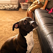Pheobe is registered to the contest to win money with this photo: dog, black_and_white_dog, pet, sitting, indoors, living_room, couch, child, family, home, carpet, warm_lighting, sunlight, portrait, looking_up, white_chest, short_hair, domestic_animal, laundry_basket, pink_toy