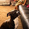 dog, black_and_white_dog, pet, sitting, indoors, living_room, couch, child, family, home, carpet, warm_lighting, sunlight, portrait, looking_up, white_chest, short_hair, domestic_animal, laundry_basket, pink_toy