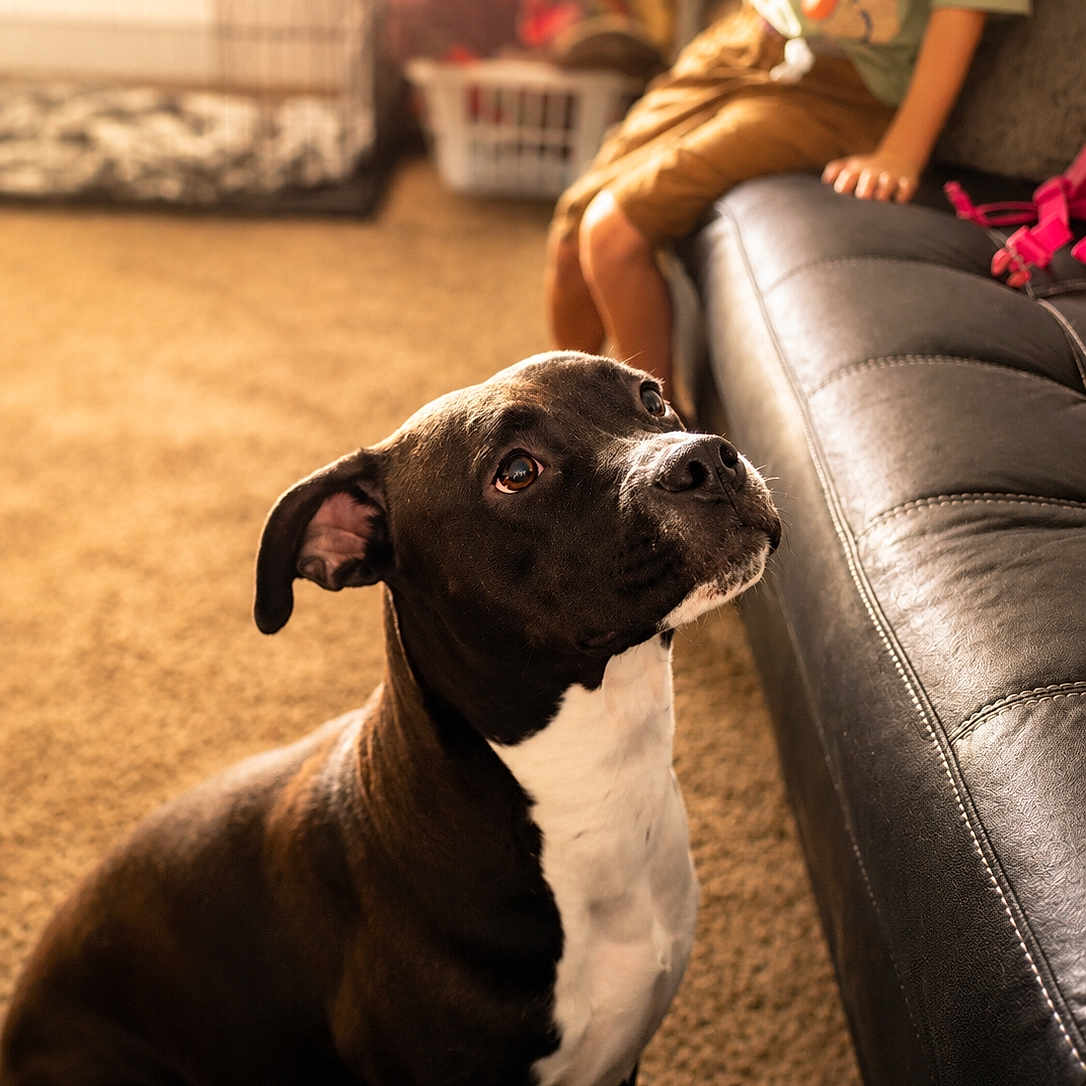 Pheobe
