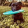 Usko a rejoint le concours — aidez-le/la à gagner de superbes lots ! animal, black_dog, brown_eyes, chewed_toy, closeup, cute, dog, frisbee, grass, greenery, leafy_plants, nature, outdoor, pet, playful, resting, snout, summer, sunlight, toy