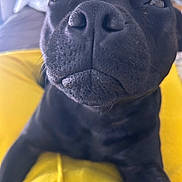 Usko participe au concours pour gagner de l'argent avec cette photo : animal, black_dog, canine, close_up, curious, dog, domestic_animal, fabric, face, fur, indoor, muzzle, nose, pet, portrait, resting, snout, squinting_eyes, whiskers, yellow