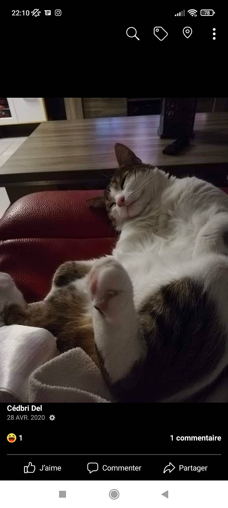 Chouchouk participe au concours pour gagner de l'argent avec cette photo : bed, carnivore, cat, claw, cloud, comfort, couch, domestic_short_haired_cat, felidae, fur, linens, mammal, nap, paw, picture_frame, small_to_medium_sized_cats, tail, whiskers