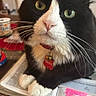 Oreo joined the competition — help win amazing prizes! bell, black_and_white, book, cat, close_up, collar, curious, cute, domestic_cat, feline, focus, green_eyes, highlighted_text, indoor, paws, pet, reading, table, tuxedo_cat, whiskers