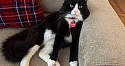 Oreo joined the competition — help win amazing prizes! beige, black_and_white, cat, couch, cute, domestic_animal, feline, fluffy, fur, green_eyes, indoor, lounge, nose, paw, pet, plaid_pillow, red_collar, relaxed, tail, whiskers