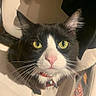 Oreo joined the competition — help win amazing prizes! animal, bell, black_and_white, cat, close_up, collar, curious, cute, domestic_cat, face, feline, fur, indoor, looking_up, pet, pink_nose, portrait, sitting, whiskers, yellow_eyes
