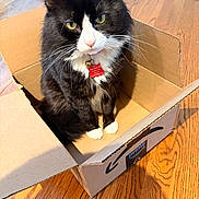Oreo joined the competition — help win amazing prizes! amazon_prime_box, bell, black_and_white_cat, box, cardboard_box, cat, collar, curious, cute, domestic_cat, feline, fur, household, indoor, pet, sitting, tag, whiskers, wooden_floor, yellow_eyes