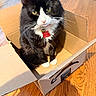 amazon_prime_box, bell, black_and_white_cat, box, cardboard_box, cat, collar, curious, cute, domestic_cat, feline, fur, household, indoor, pet, sitting, tag, whiskers, wooden_floor, yellow_eyes