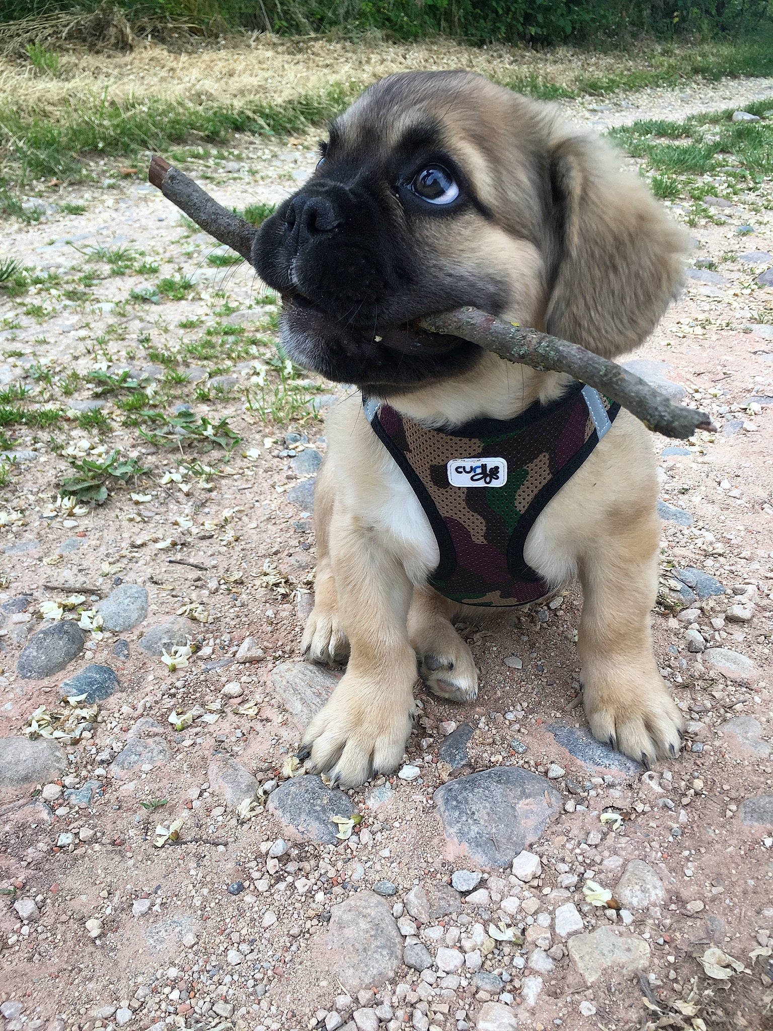 Paddy a rejoint le concours — aidez-le/la à gagner de superbes lots ! canidae, carnivore, companion_dog, dog, dog_breed, dog_collar, fawn, fur, grass, pug, puggle, snout, soil, sporting_group, terrestrial_animal, toy_dog, whiskers, working_animal, working_dog, wrinkle