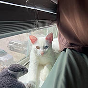 Cyrus joined the competition — help win amazing prizes! cat, white_cat, heterochromia, blue_eye, amber_eye, windowsill, plush_toy, curtains, blinds, sunlight, indoor, pet, animal, relaxing, paw, feline, window, daylight, domestic, cozy