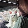 cat, white_cat, heterochromia, blue_eye, amber_eye, windowsill, plush_toy, curtains, blinds, sunlight, indoor, pet, animal, relaxing, paw, feline, window, daylight, domestic, cozy