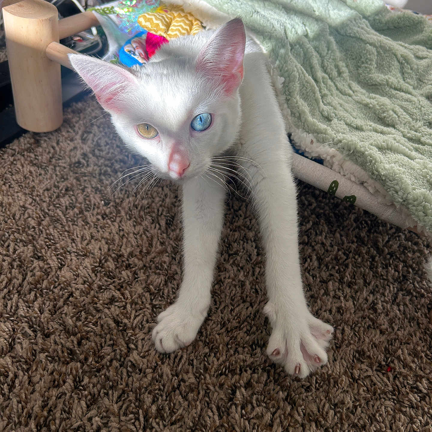 Cyrus