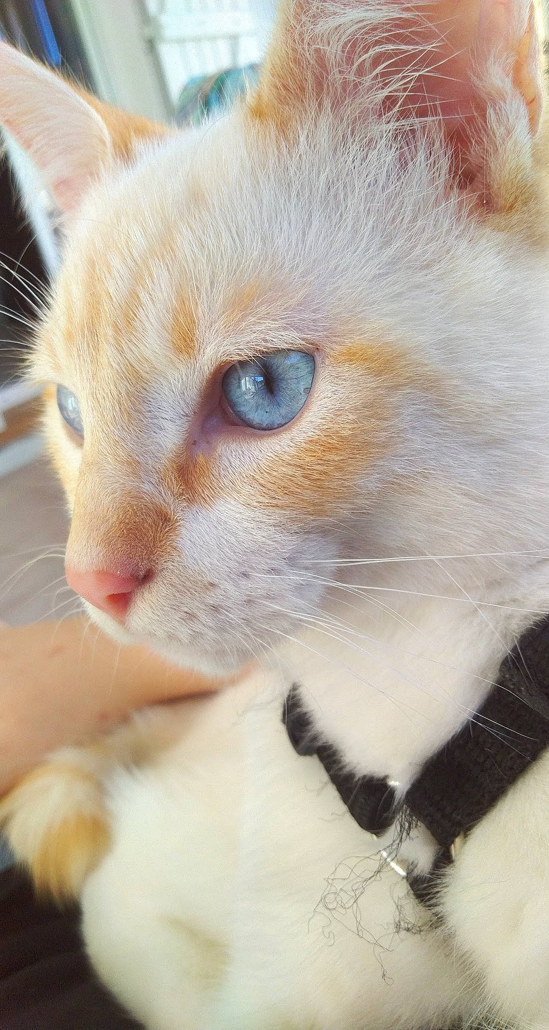 Rick participe au concours pour gagner de l'argent avec cette photo : carnivore, cat, claw, comfort, domestic_short_haired_cat, ear, eye, eyelash, fawn, felidae, fur, iris, paw, small_to_medium_sized_cats, snout, tail, terrestrial_animal, whiskers, window