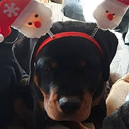 Tyna participe au concours pour gagner de l'argent avec cette photo : carmine, comfort, companion_dog, costume_hat, dog, dog_breed, fictional_character, fun, fur, guard_dog, happy, mammal, paw, plush, stuffed_toy, toy, vertebrate, whiskers, working_animal, working_dog